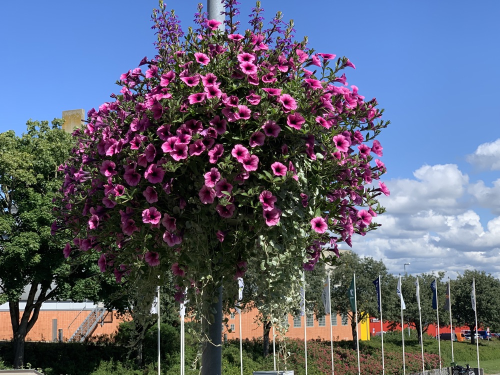bucket with purple flowers hanging in a lamp pole