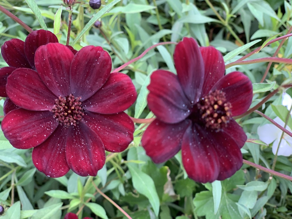 To store mørkerøde blomster som står i større blomsterbed.
